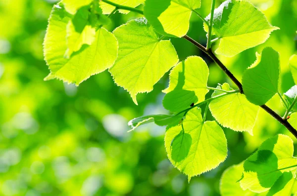 Jarní listí na větvi stromu — Stock fotografie