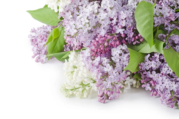 Piękny liliowy na białym tle — Zdjęcie stockowe