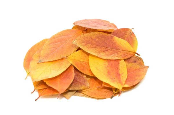 Podzimní listy izolované na bílém pozadí — Stock fotografie