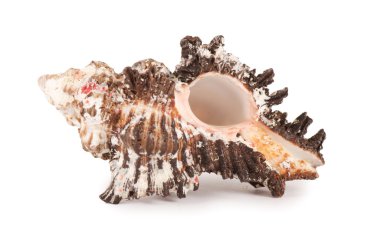 Sea shell isolated on a white clipart