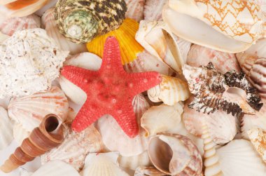 Sea shell as a background clipart