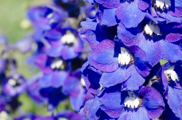 들판에 있는 추상적 인 보라색 꽃들 — 스톡 사진