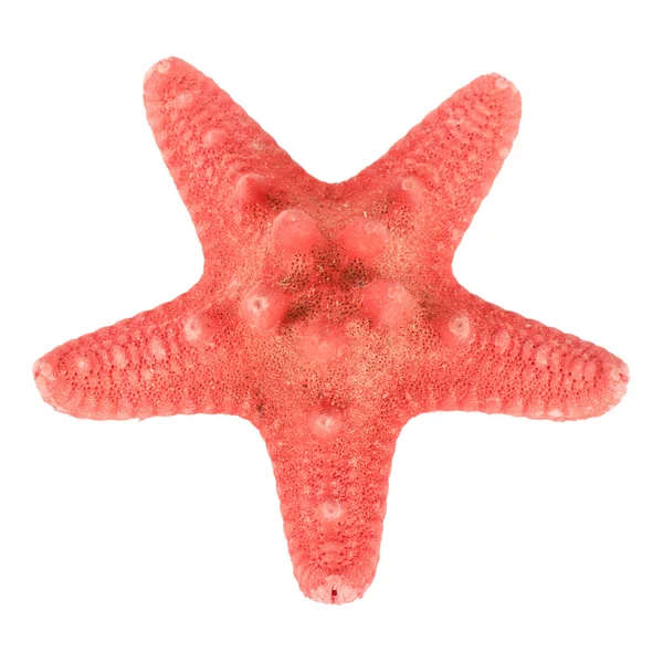Estrella de mar aislada — Foto de Stock