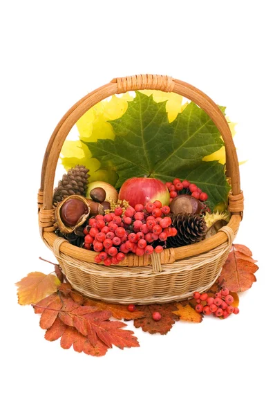 Herfst bladeren en vruchten geïsoleerd — Stockfoto