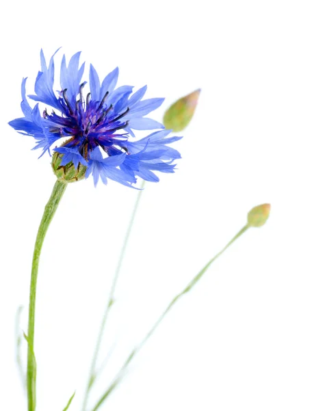 Linda flor de milho azul — Fotografia de Stock