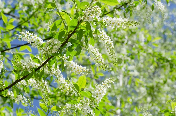 Blossoming bird cherry in the spring — Stock Photo, Image