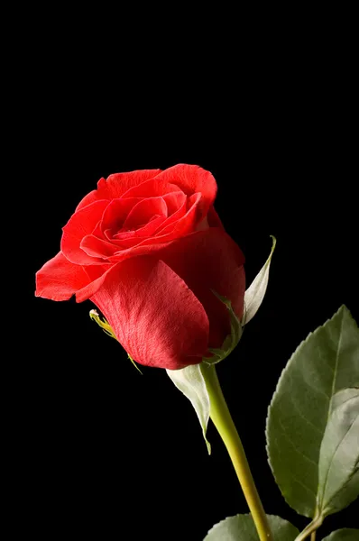 Die schöne rote Rose auf schwarz — Stockfoto