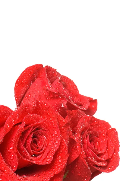 Červená růže izolované na bílém pozadí — Stock fotografie