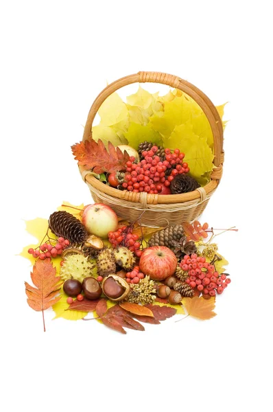 Herbstblätter und Früchte isoliert — Stockfoto