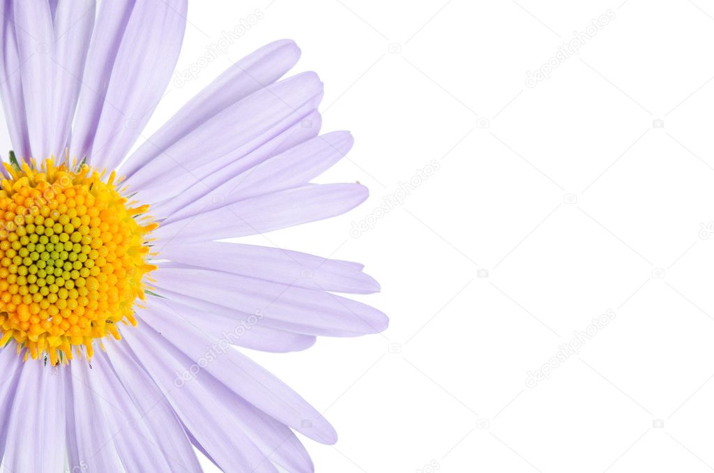Camomiles flower isolated on white background