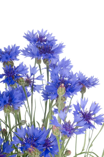 Όμορφη μπλε καλαμποκάλευρο — Φωτογραφία Αρχείου