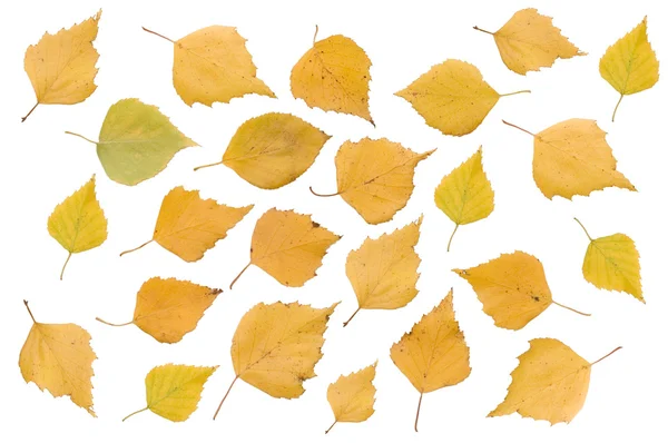 秋の葉の白い背景の上の分離 — ストック写真