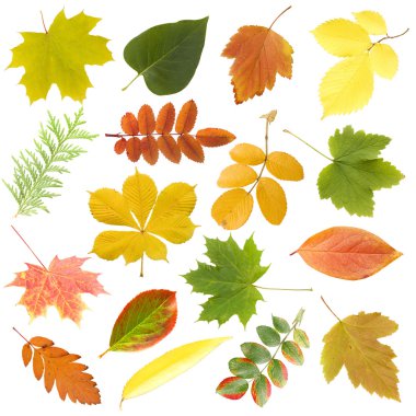 Autumn leaf isolated over white background clipart