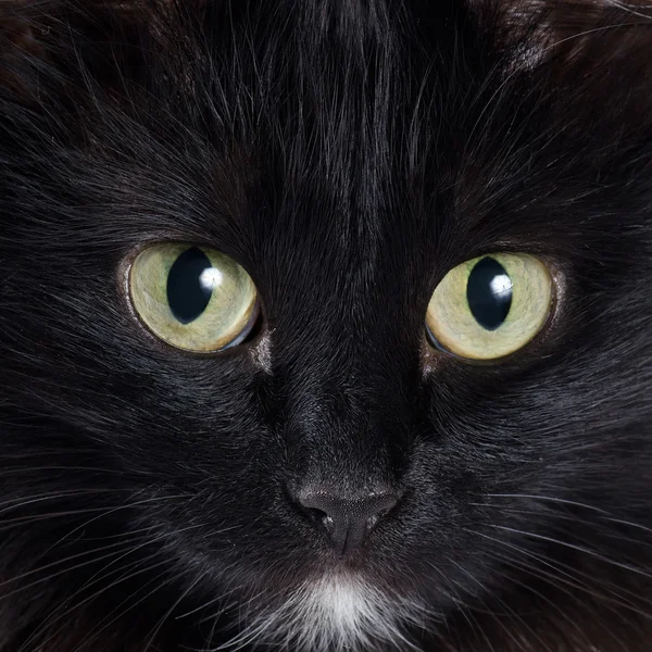 Портрет черного котенка — стоковое фото