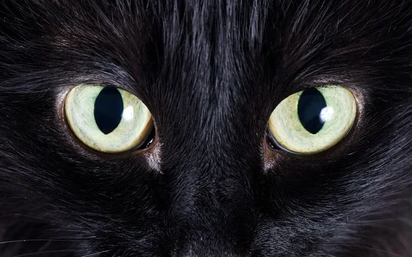 Portrait of a black kitten — Stock Photo, Image