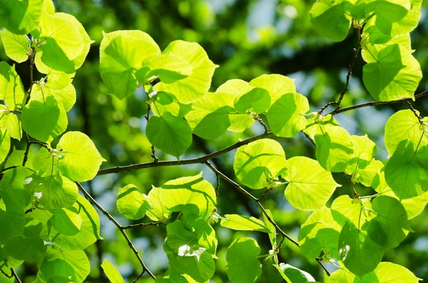 Folhas de primavera em um ramo de árvore — Fotografia de Stock