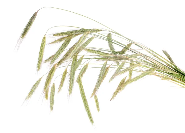 孤立在白色的新鲜小麦 — 图库照片
