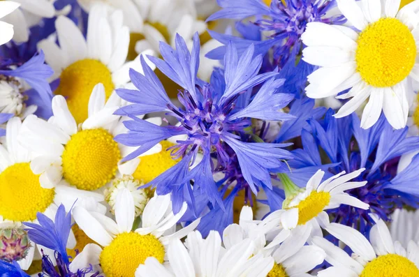 Piękny niebieski chaber — Zdjęcie stockowe