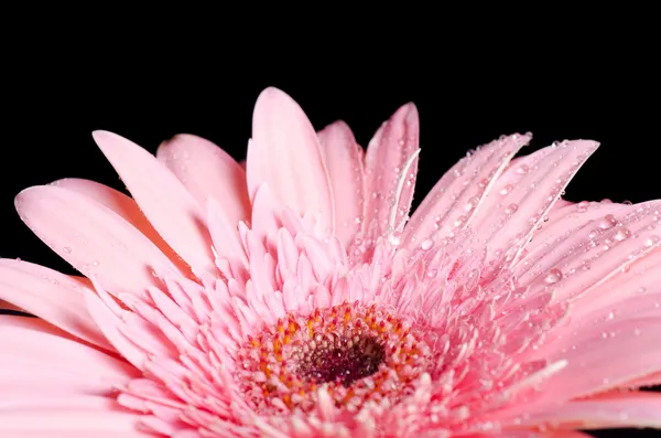 Gerbera květina na černém pozadí — Stock fotografie