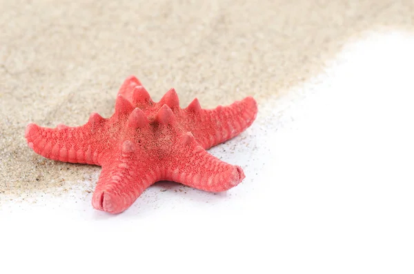 Sea Starfish isolated on white — Stock Photo, Image