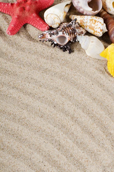 Sea shell som bakgrund — Stockfoto