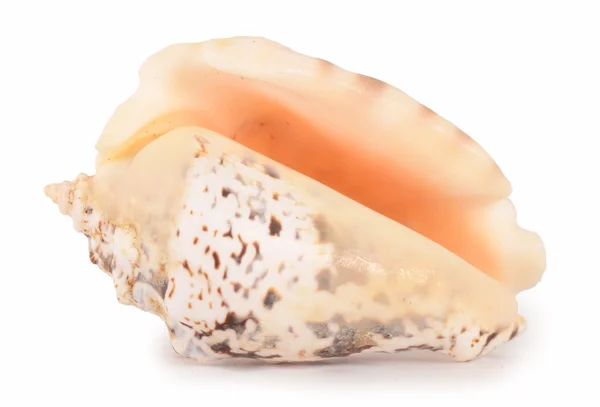 Muschel isoliert auf einem weißen — Stockfoto