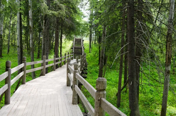 Old wooden bridge in green wood — Stock Photo, Image