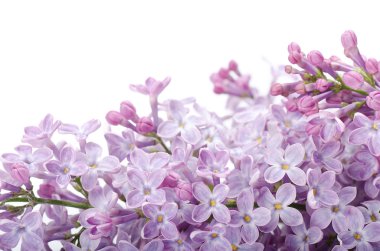 Beautiful lilac isolated on white background clipart