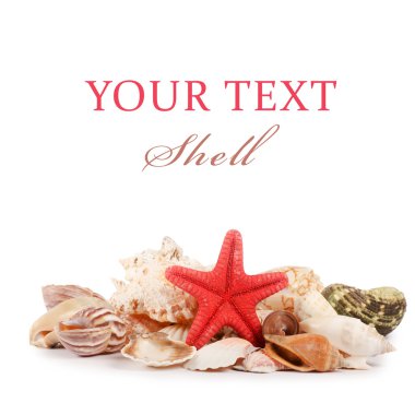 Sea shell isolated on a white clipart