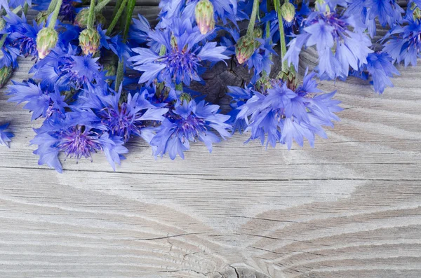 美丽的蓝色矢车菊 — 图库照片