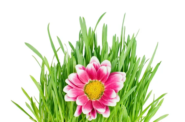 Groen gras met roze kleuren — Stockfoto