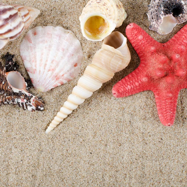 Sea shell as a background — Stock Photo, Image