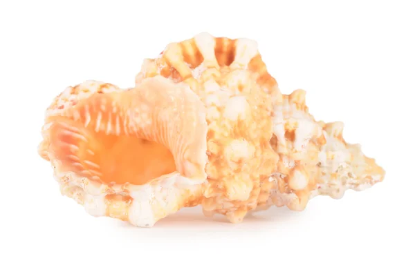 Морская раковина, изолированная на белом — стоковое фото