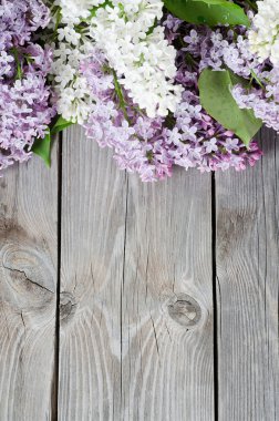 Beautiful lilac clipart