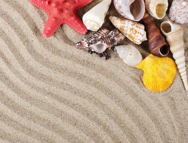 De shell van de zee als achtergrond — Stockfoto