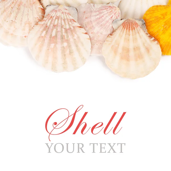 Sea shell isolated on a white — Stock Photo, Image