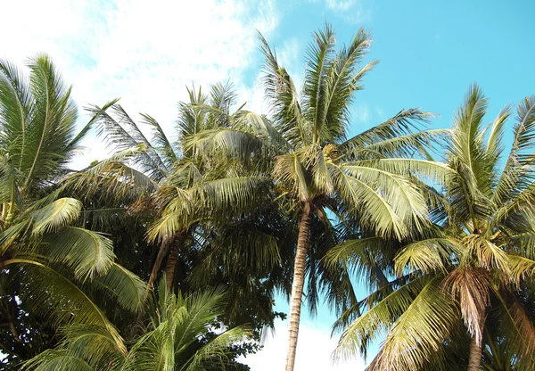 Isla paradisíaca, tropical — Foto de Stock