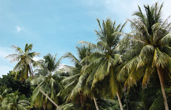 Paraíso insular, tropical — Fotografia de Stock