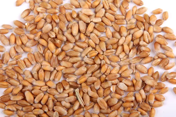Букет з пшеничного зерна — стокове фото