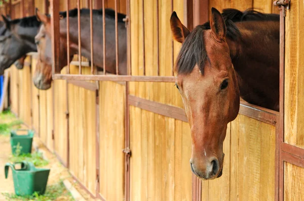 Paarden in de stal — Stockfoto