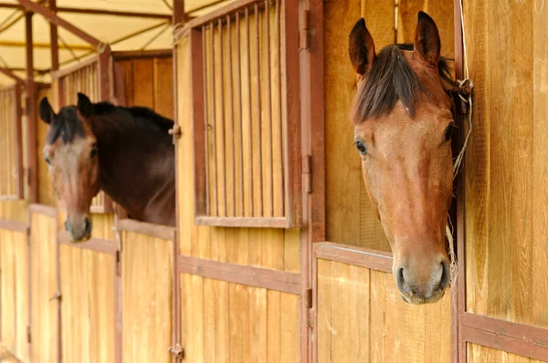 Hästar i stallet — Stockfoto