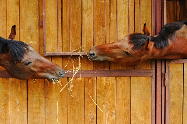 Paarden in de stal — Stockfoto