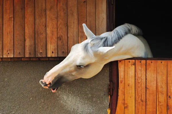 ม้าขาวในคอกม้า — ภาพถ่ายสต็อก