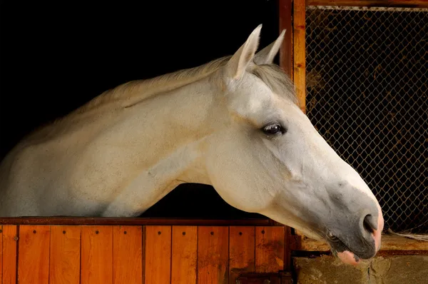 Wit paard in de stal — Stockfoto