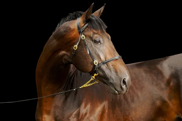 Portrait of dark stallion, isolated on black — Stock Photo, Image