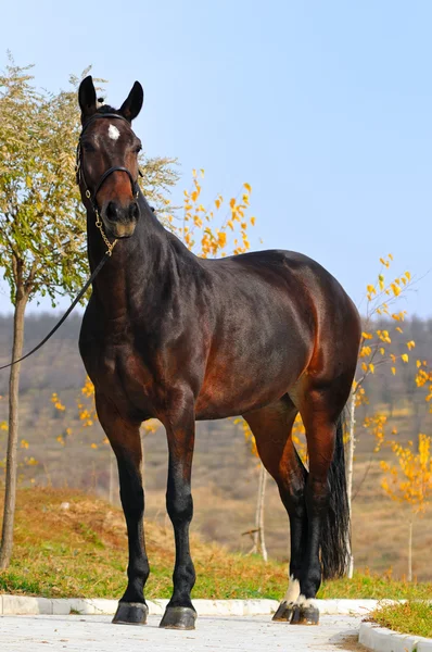Bay horses exterior — Stock Photo, Image