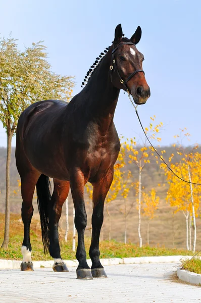 Bay horses exterior — Stock Photo, Image