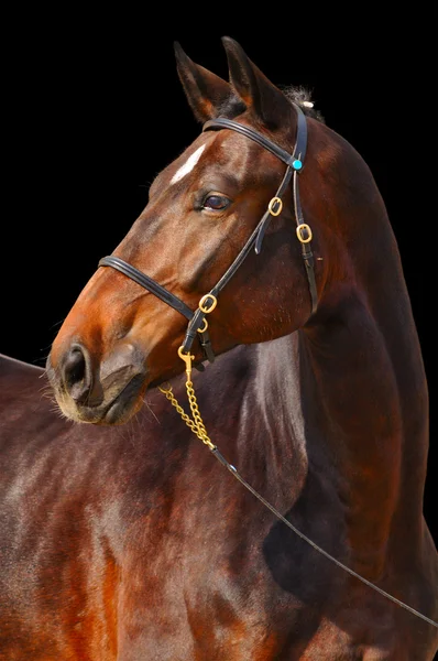 Portrait of dark stallion, isolated on black — Stock Photo, Image