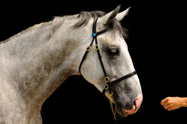 Retrato de caballo gris, aislado sobre negro — Foto de Stock