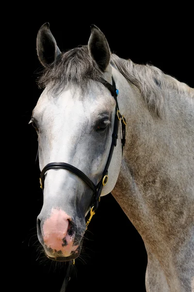 Porträtt av grå häst, isolerade på svart — Stockfoto